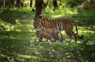 india-the-evolve-back-kuruba-safari-lodge-bawa-tours-travel-tigress-with-cub