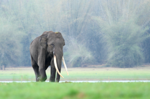 india-the-evolve-back-kuruba-safari-lodge-bawa-tours-travel-tusker