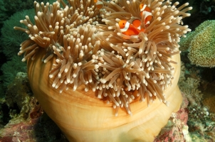 Amanwana -Clown Anemonefish