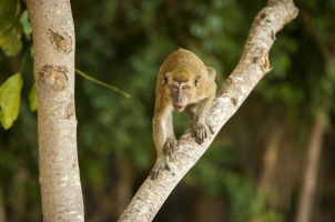 Amanwana - Monkey