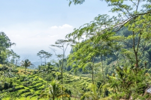 Amanjiwo - Selogriyo rice fields