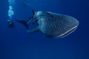 Indonesia Alila Purnama - Under Water