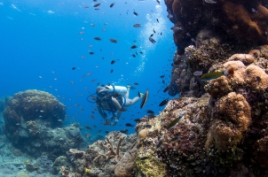 Bawah Reserve - Coral Reef Diving