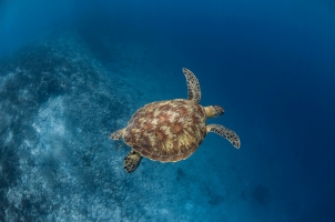 Bawah Reserve - Sea Turtle