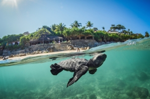 Nihi Sumba - Turtle Release