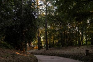 Borgo_dei_Conti_Resort_Bawa-Tours-travel_Forest