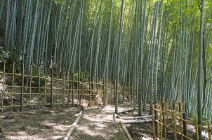 japan-banyan-tree-higashiyama-kyoto-bawa-tours-travel-bambo-garden-–-2024-DSR7918