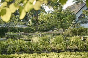 COMO Maalifushi Malediven - Garden