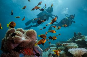 Diving-Maldivian-Anenome-fish-Cropped