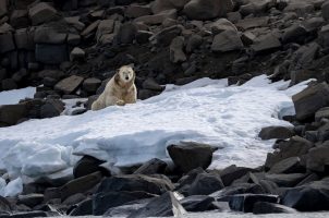 norwegen-como-jorney-into-the-arctic-bawa-tours-travel-september-polar-bear