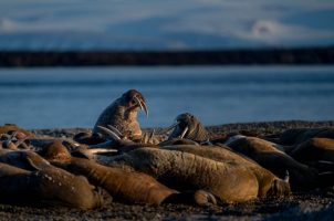 norwegen-como-jorney-into-the-arctic-bawa-tours-travel-september-walrus