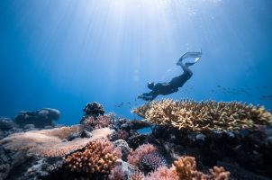 palau-four-seasons-explorer-bawa-tours-travel-diving