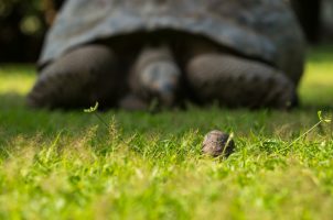 North-Island-Giant-Aldabra-Tortoise-Baby-1