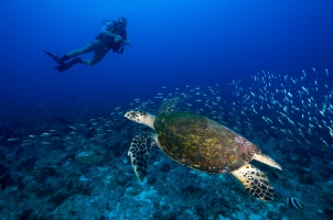 Seychelles North Islands - Scuba Diving