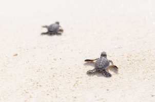 North-Island-Turtle-Hatchlings