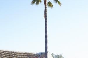 Hacienda De San Rafael - Back of house palm tree & urn