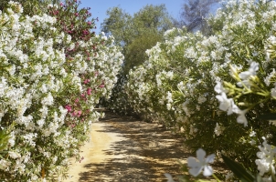 Hacienda De San Rafael - Drive