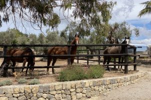 Spanien - Spirit of Son Fuster