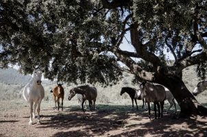 Finca La Donaira - Spanien