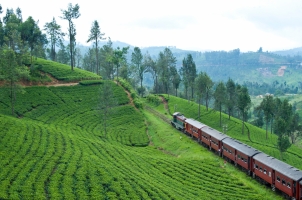 Ceylon Tea Trails - Train Rice Fields