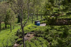 Sri-Lanka-Thotalagala-bawa-tours-travel-tea-estate