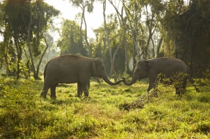 Anantara Golden Triangle - elephants in the natur