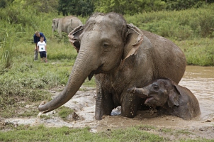 Anantara Golden Triangle - elephant with a baby