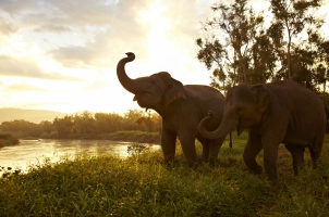 Anantara Golden Triangle - elephant by the river