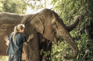 Anantara Golden Triangle - Elephant