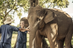 Anantara Golden Triangle - Elephant