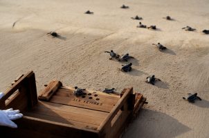 Turtle-Release