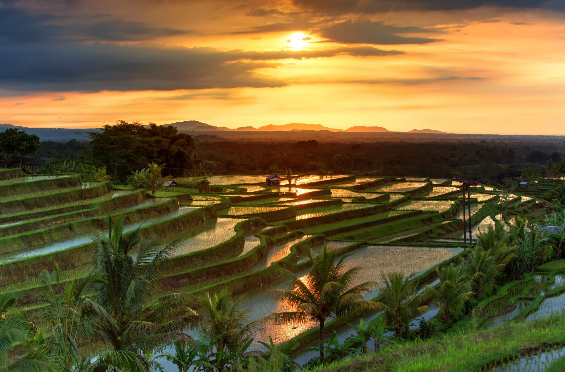 Bali - Famous Jatiluwih Rice terraces